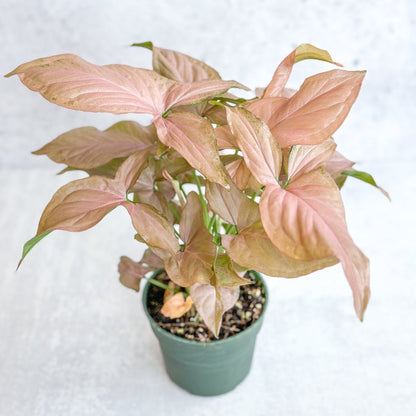  Syngonium 'Pink Perfection' - Pink Perfection Arrowhead