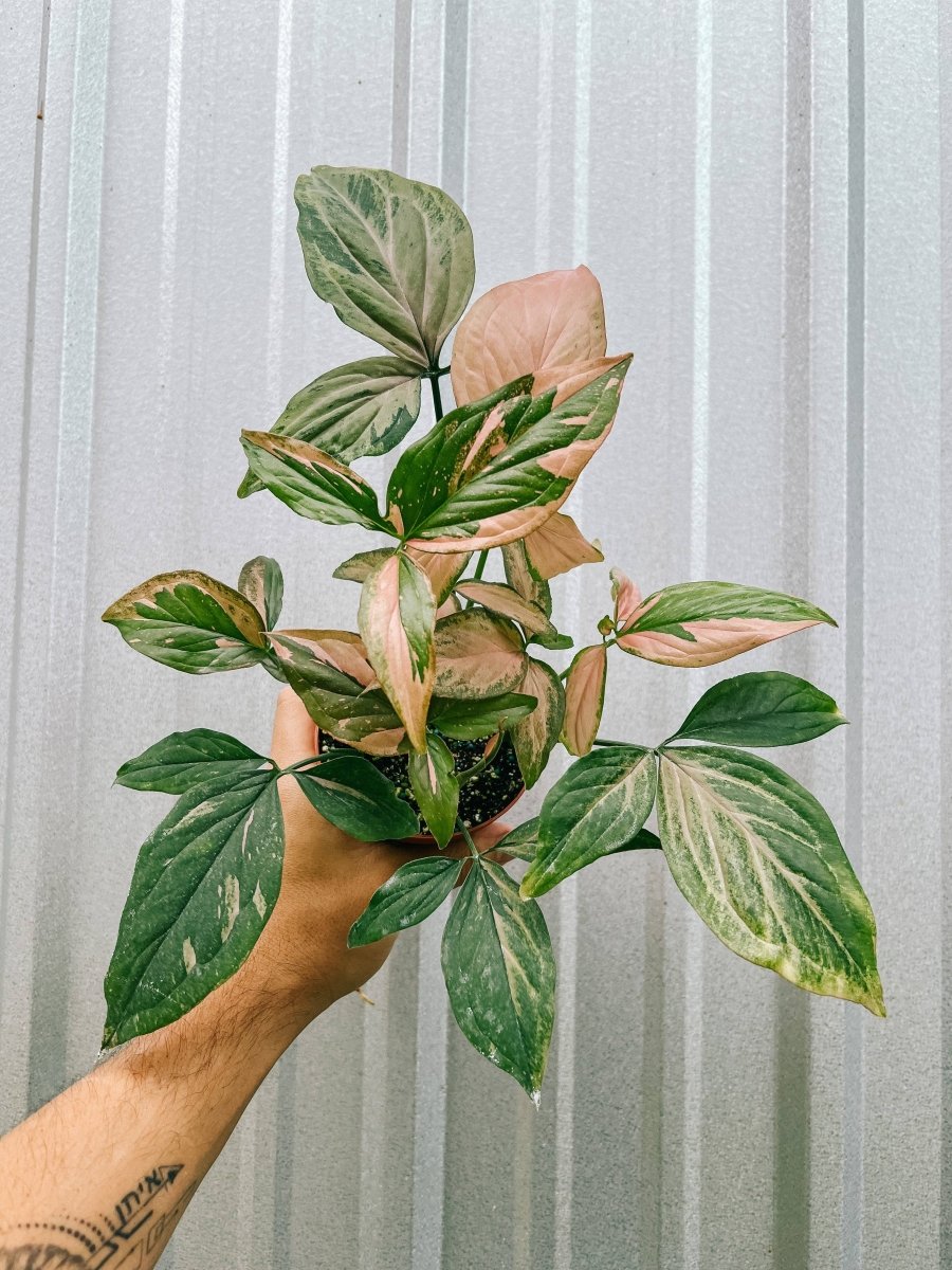  Syngonium 'Pink Splash' Arrowhead Plant