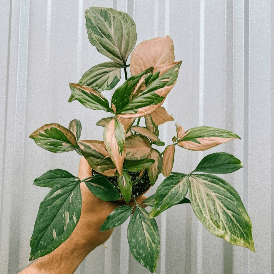  Syngonium 'Pink Splash' Arrowhead Plant