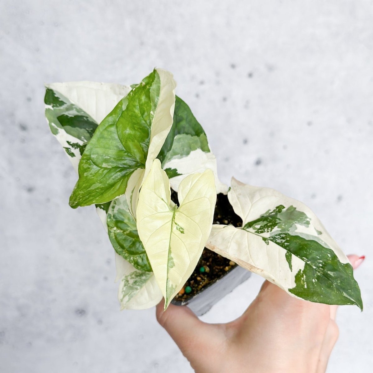  Syngonium Podophyllum Albo - Rare Arrowhead Plant