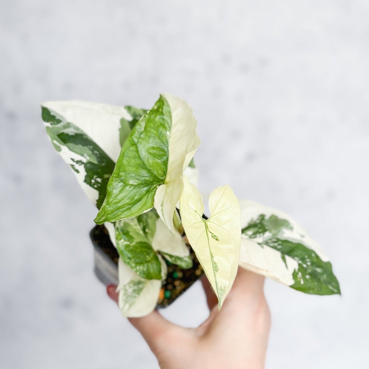  Syngonium Podophyllum Albo - Rare Arrowhead Plant