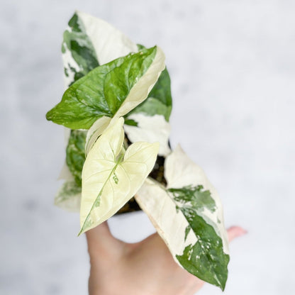  Syngonium Podophyllum Albo - Rare Arrowhead Plant
