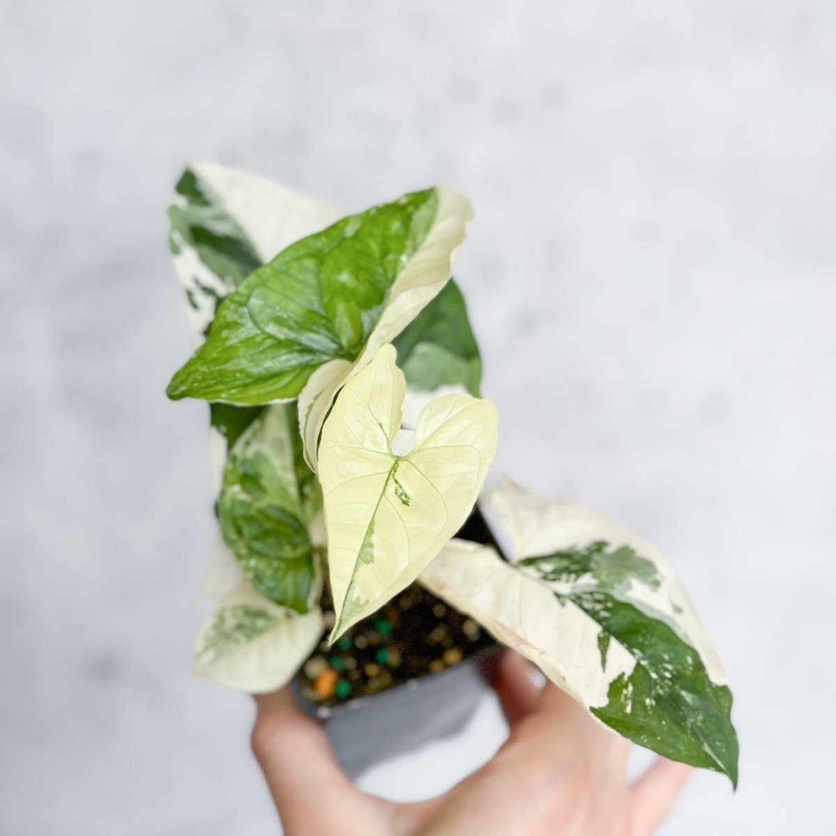  Syngonium Podophyllum Albo - Rare Arrowhead Plant