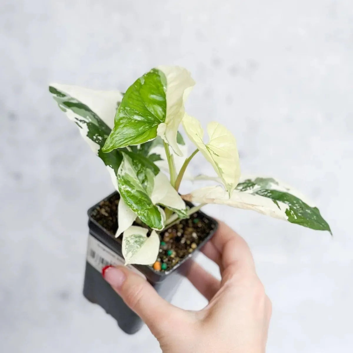  Syngonium Podophyllum Albo - Rare Arrowhead Plant
