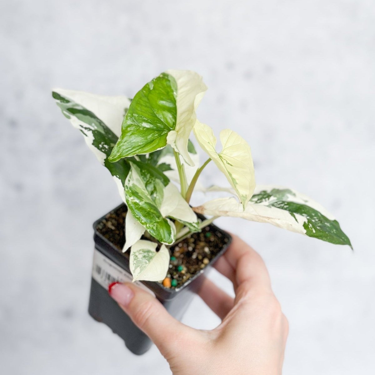  Syngonium Podophyllum Albo - Rare Arrowhead Plant