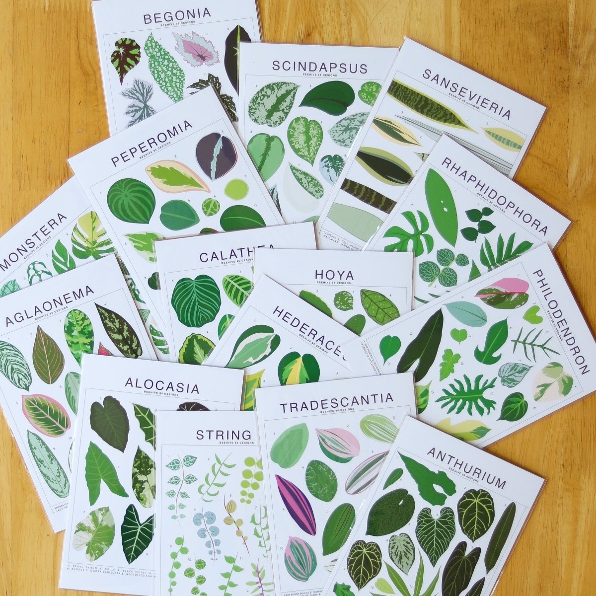  Syngonium Species ID Chart - Botanical Houseplant Art Print