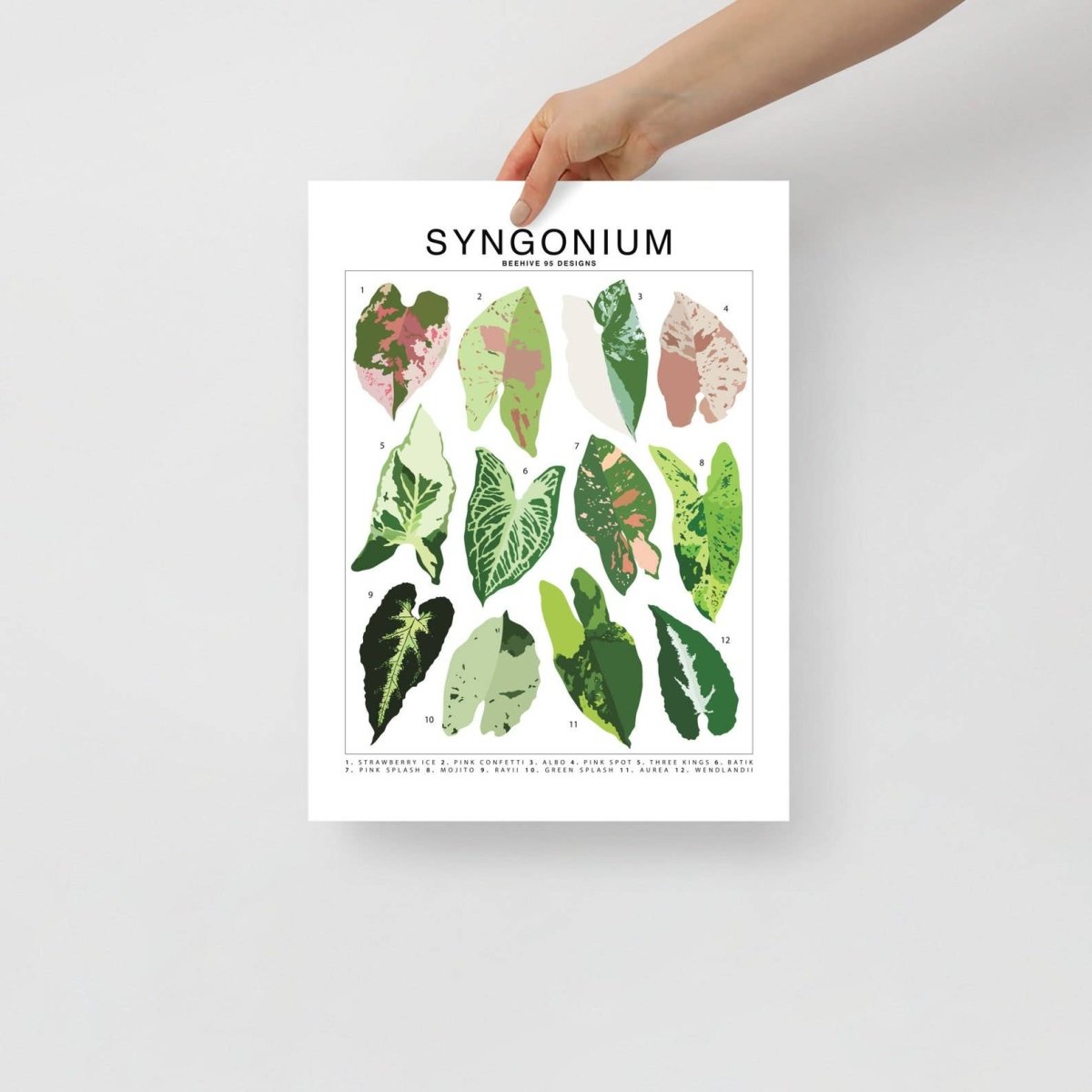  Syngonium Species ID Chart - Botanical Houseplant Art Print