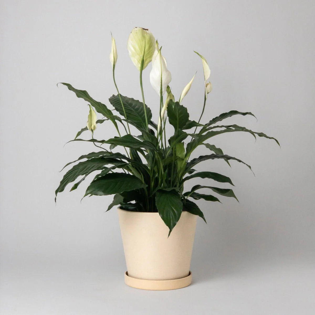  Tapered Upcycled Planter Pot & Saucer 7 Inch