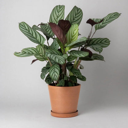  Tapered Upcycled Planter Pot & Saucer 7 Inch