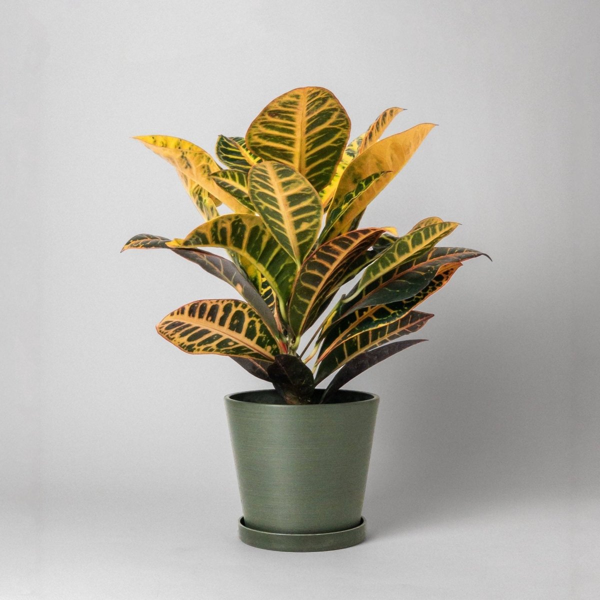  Tapered Upcycled Planter Pot & Saucer 7 Inch