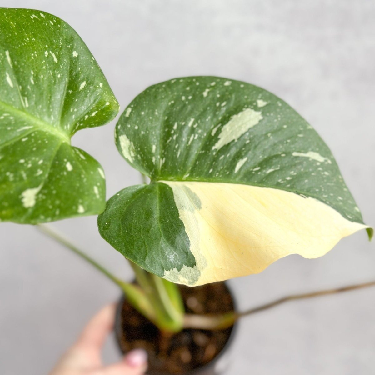  Thai Constellation Monstera - Rare Monstera