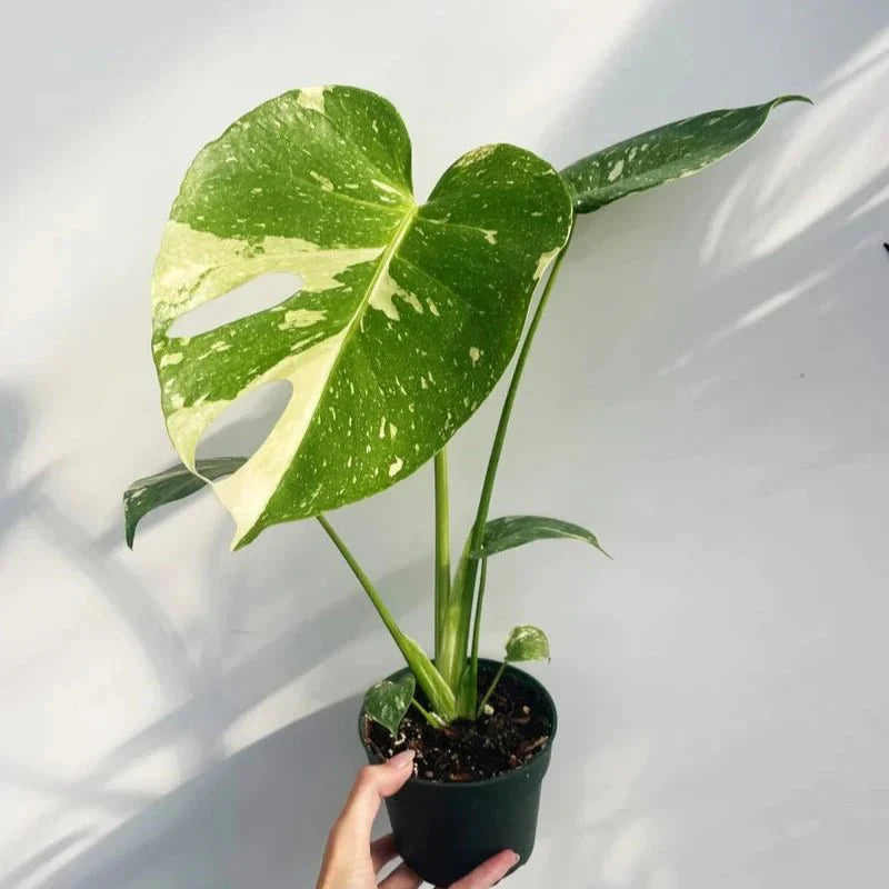  Thai Constellation Monstera - Rare Monstera