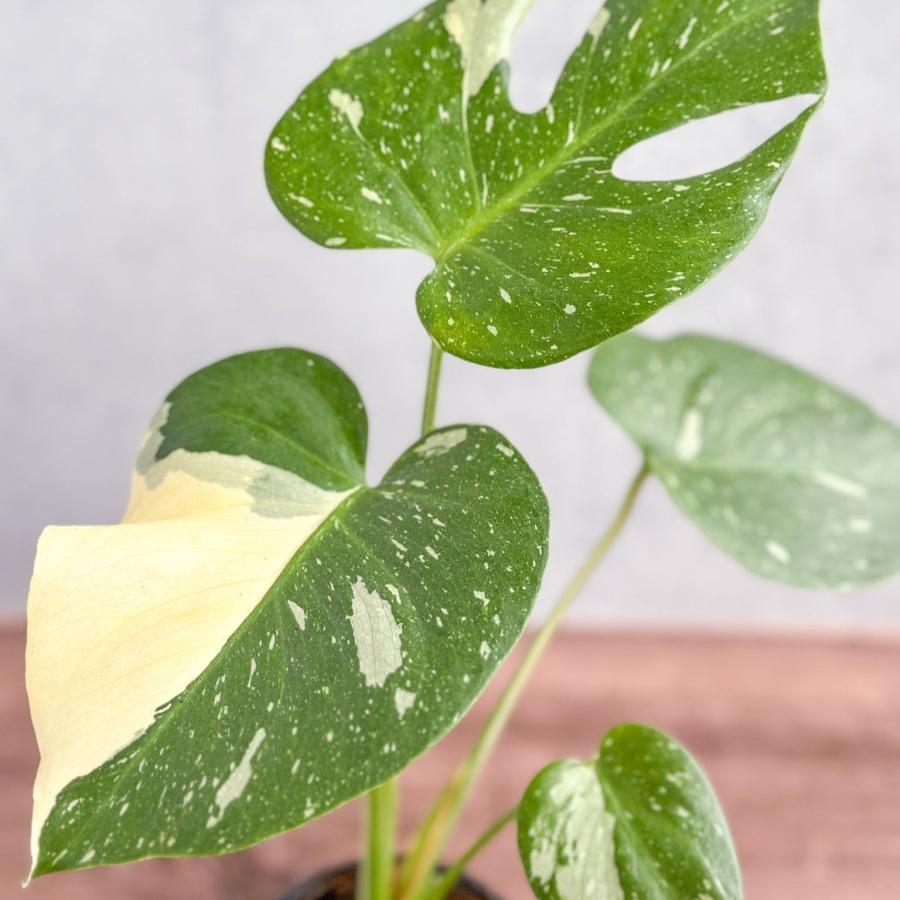  Thai Constellation Monstera - Rare Monstera