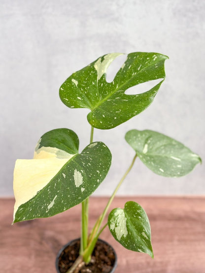  Thai Constellation Monstera - Rare Monstera