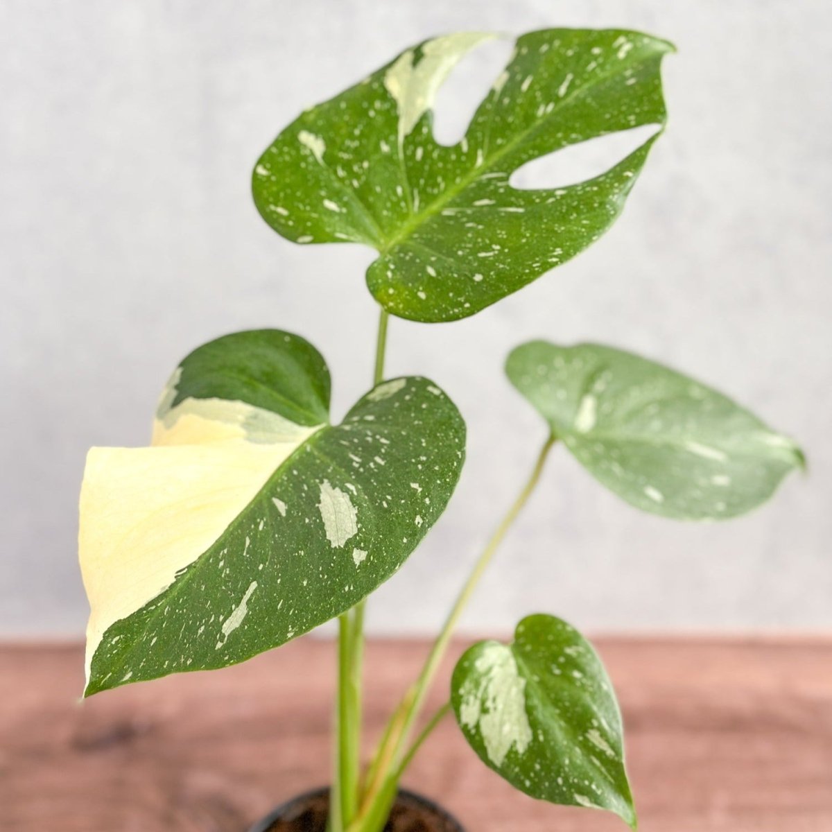  Thai Constellation Monstera - Rare Monstera