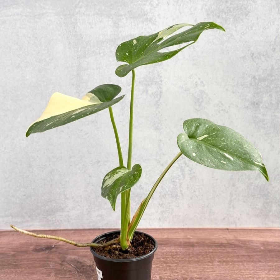  Thai Constellation Monstera - Rare Monstera