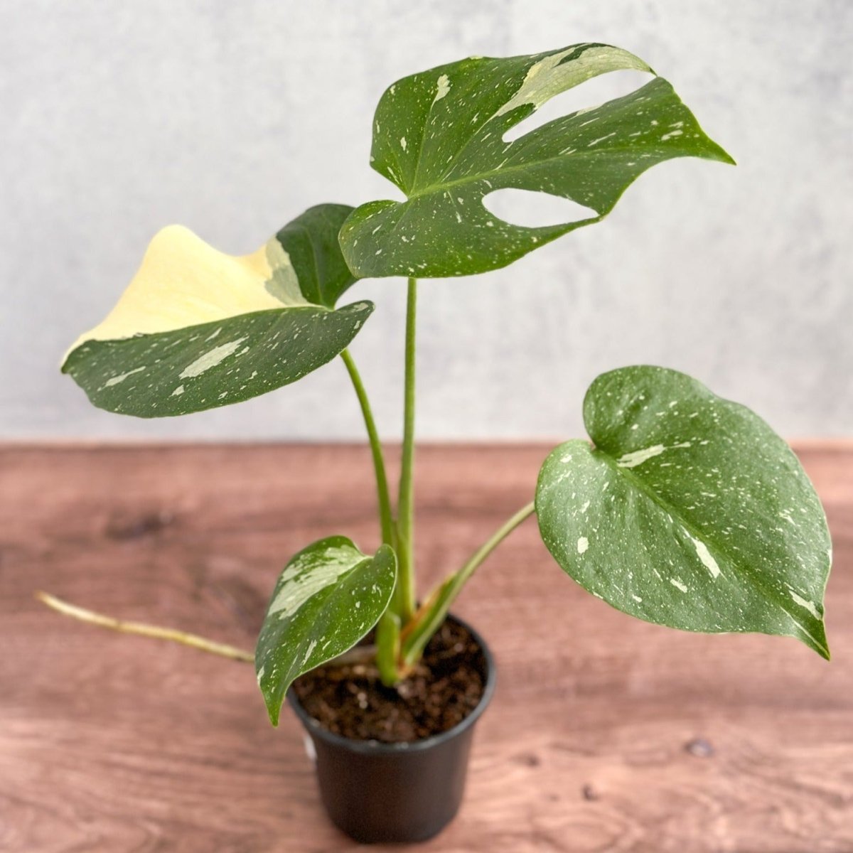  Thai Constellation Monstera - Rare Monstera