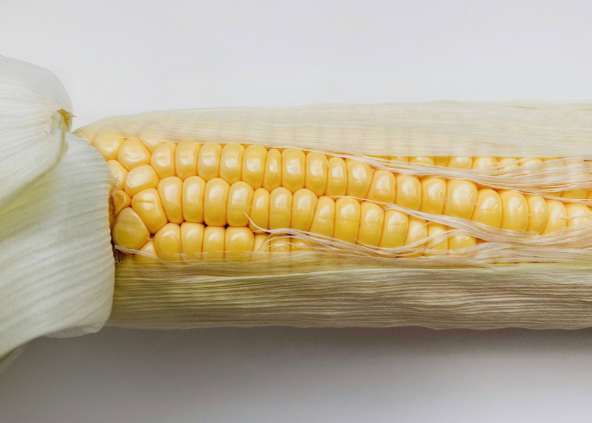  The Explorer: Rooted In America Heirloom Seed Collection – 6 Historic Varieties