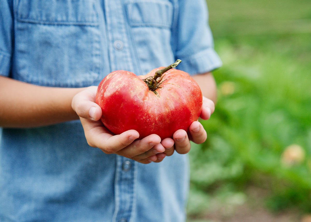  The Explorer: Rooted In America Heirloom Seed Collection – 6 Historic Varieties