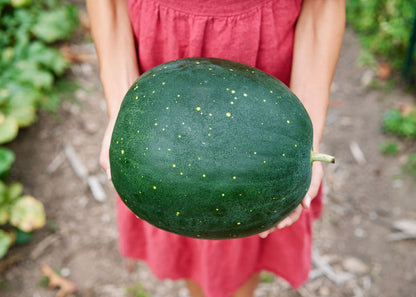  The Explorer: Rooted In America Heirloom Seed Collection – 6 Historic Varieties