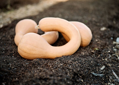  The Explorer: Rooted In America Heirloom Seed Collection – 6 Historic Varieties