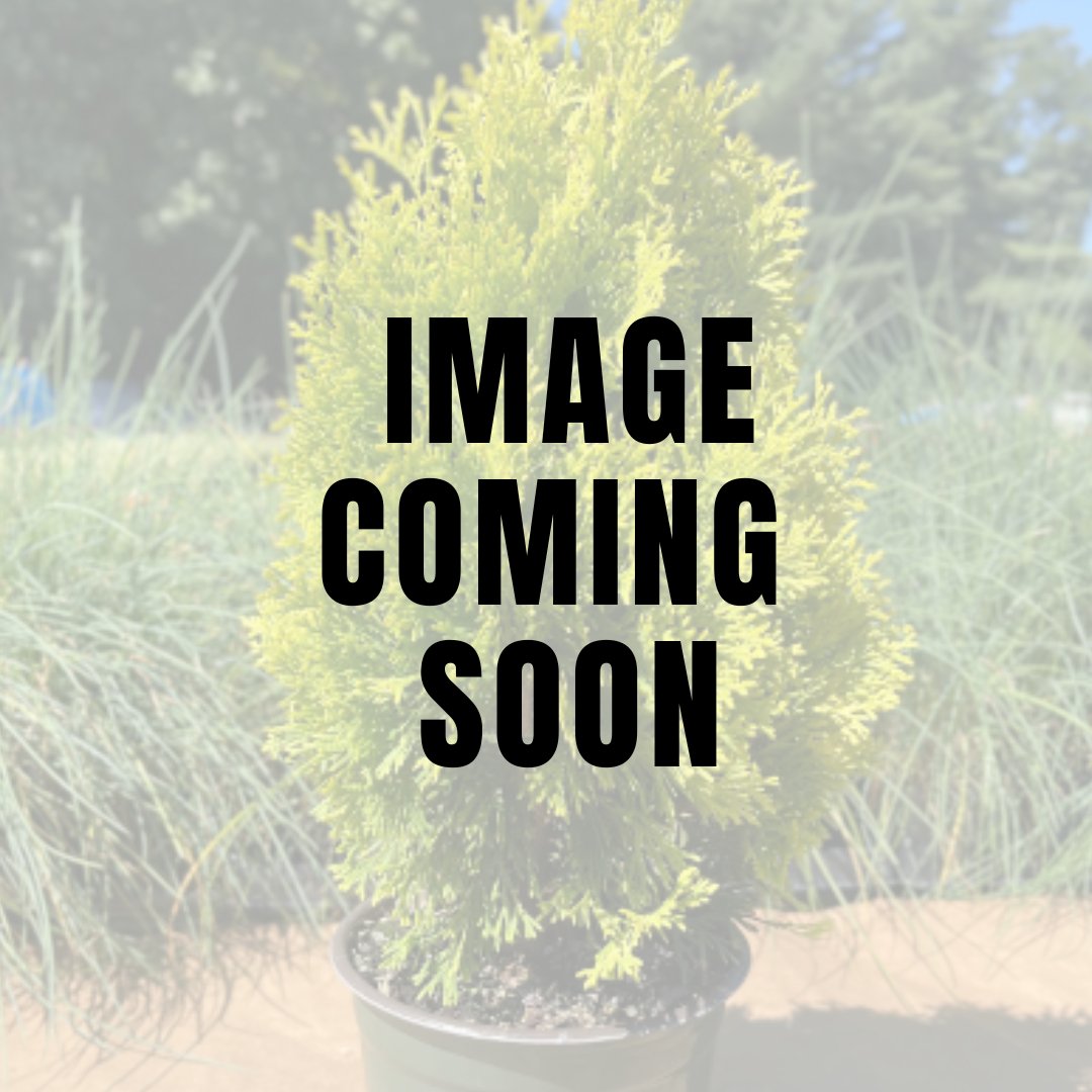  Thuja Jantar - Emerald Gold Arborvitae