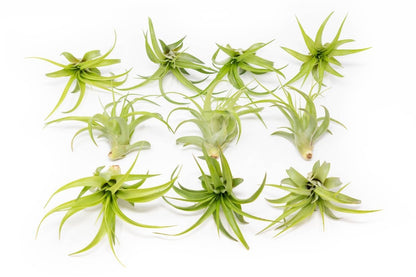  Tillandsia Abdita Brachycaulos Air Plants -Set Of 10, 20 Or 30