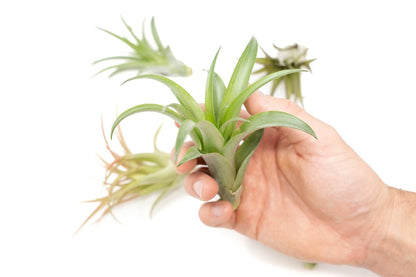  Tillandsia Abdita Brachycaulos Air Plants -Set Of 10, 20 Or 30