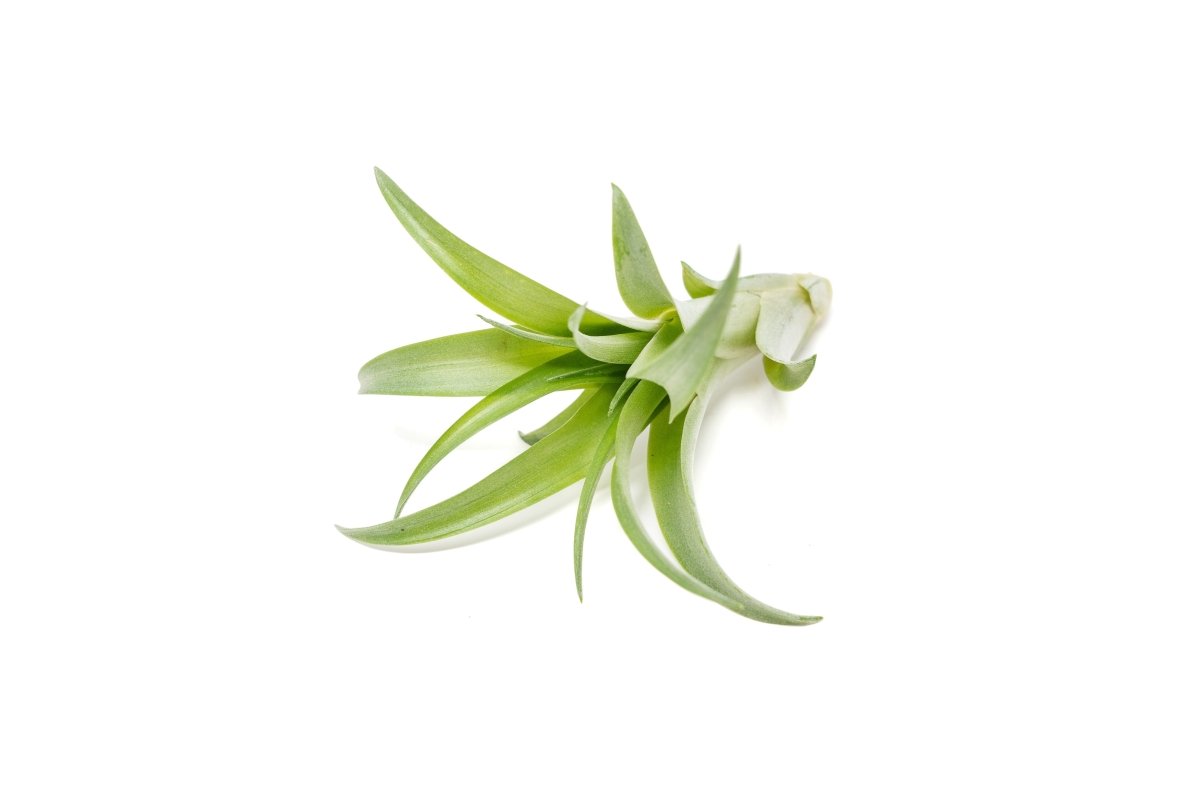  Tillandsia Abdita Brachycaulos Air Plants -Set Of 10, 20 Or 30