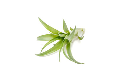  Tillandsia Abdita Brachycaulos Air Plants -Set Of 10, 20 Or 30