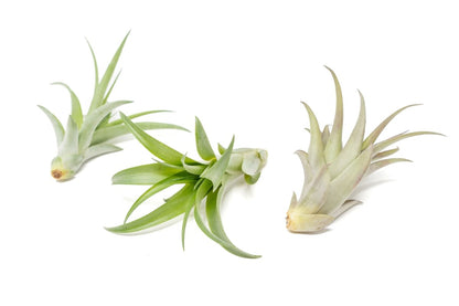  Tillandsia Abdita Brachycaulos Air Plants -Set Of 10, 20 Or 30