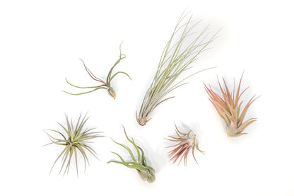  Tillandsia Air Plant Grab Bag Of 6 Plants + 1 Year Air Plant Fertilizer Pack