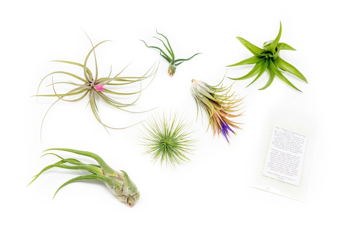  Tillandsia Air Plant Grab Bag Of 6 Plants + 1 Year Air Plant Fertilizer Pack