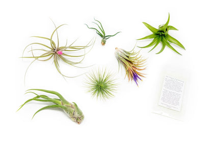  Tillandsia Air Plant Grab Bag Of 6 Plants + 1 Year Air Plant Fertilizer Pack