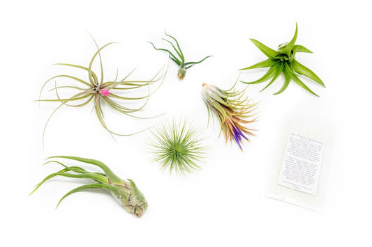  Tillandsia Air Plant Grab Bag Of 6 Plants + 1 Year Air Plant Fertilizer Pack