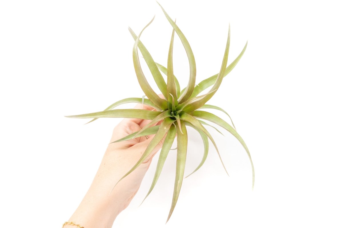  Tillandsia 'Capitata Red' Air Plants