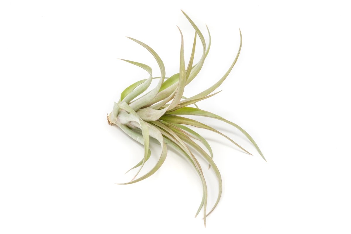  Tillandsia 'Capitata Red' Air Plants