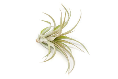  Tillandsia 'Capitata Red' Air Plants