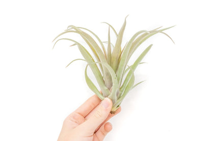  Tillandsia 'Capitata Red' Air Plants