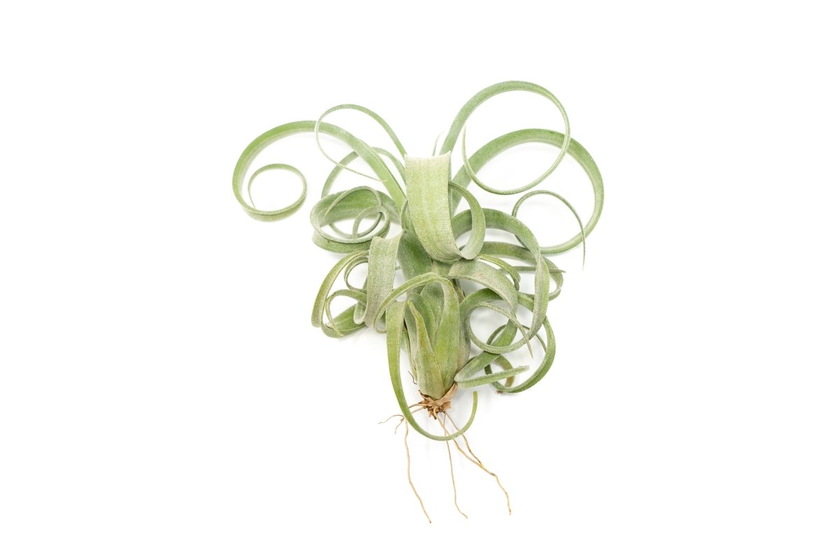  Tillandsia Curly Slim (T. Intermedia X T. Streptophylla) Air Plant