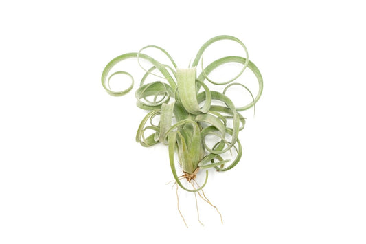  Tillandsia Curly Slim (T. Intermedia X T. Streptophylla) Air Plant