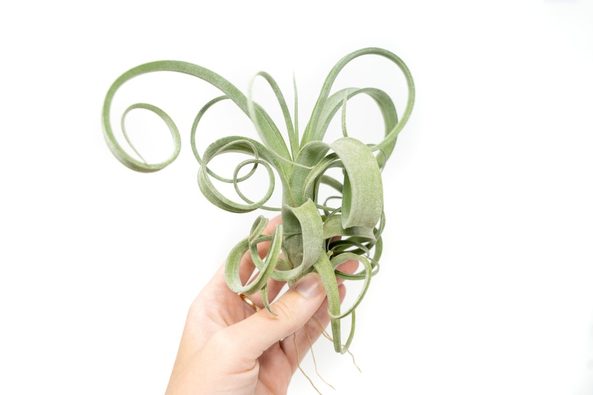  Tillandsia Curly Slim (T. Intermedia X T. Streptophylla) Air Plant