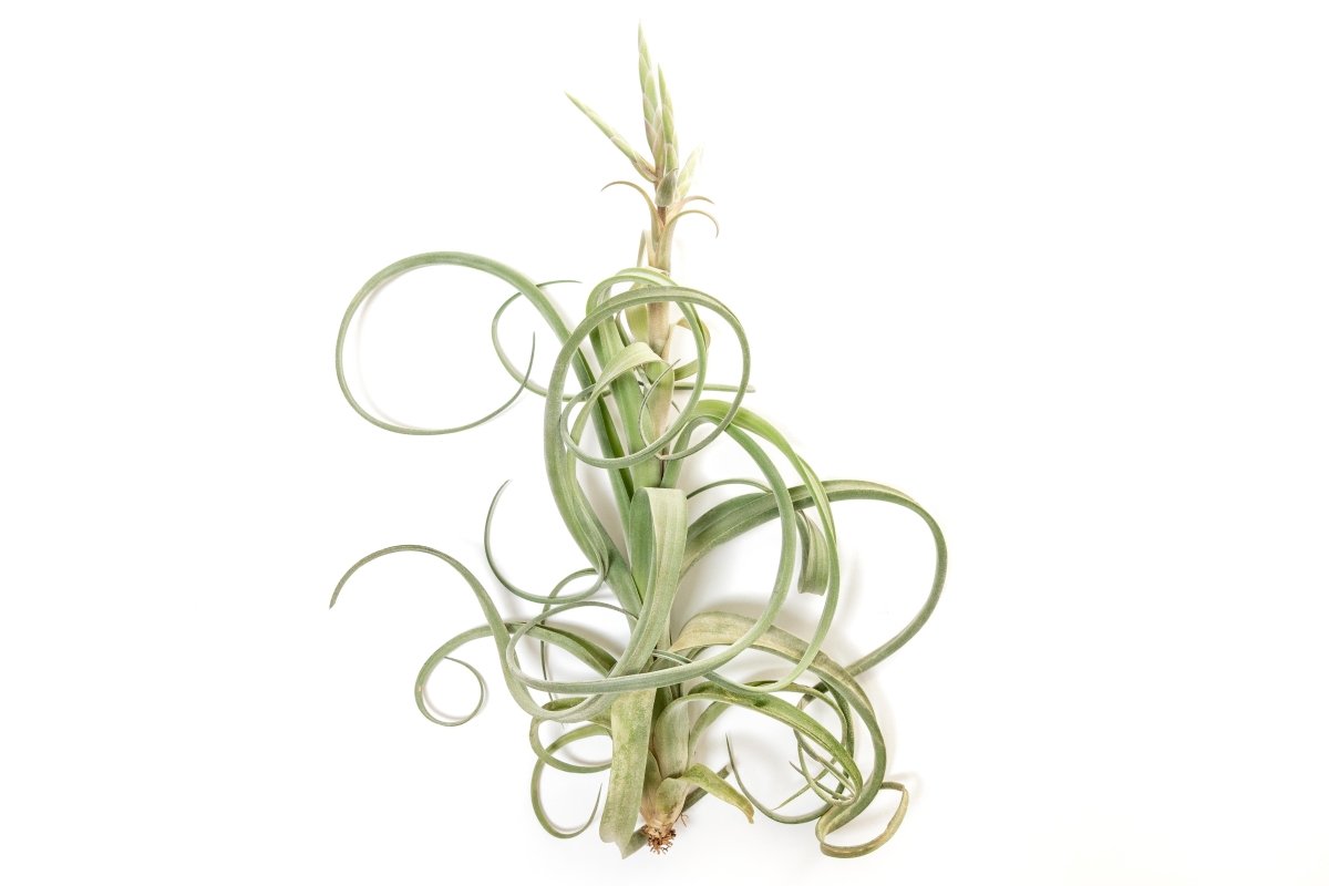  Tillandsia Curly Slim (T. Intermedia X T. Streptophylla) Air Plant