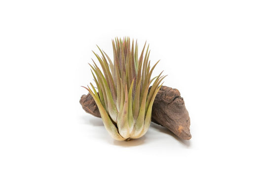  Tillandsia Ionantha Guatemala "Macho" Air Plant