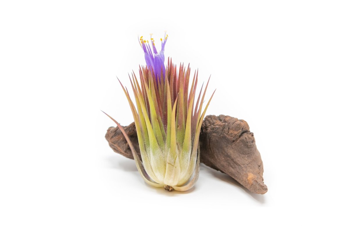  Tillandsia Ionantha Guatemala "Macho" Air Plant