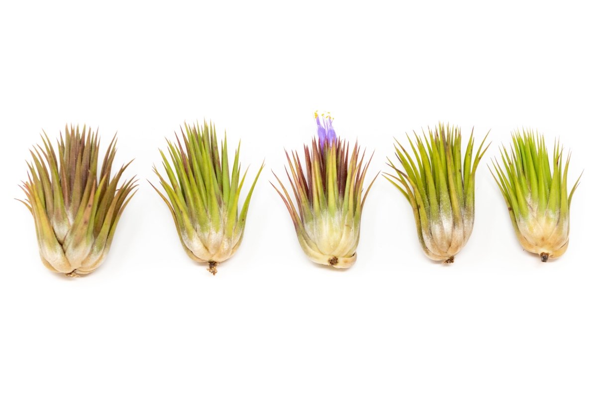  Tillandsia Ionantha Guatemala "Macho" Air Plant