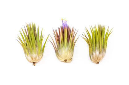  Tillandsia Ionantha Guatemala "Macho" Air Plant