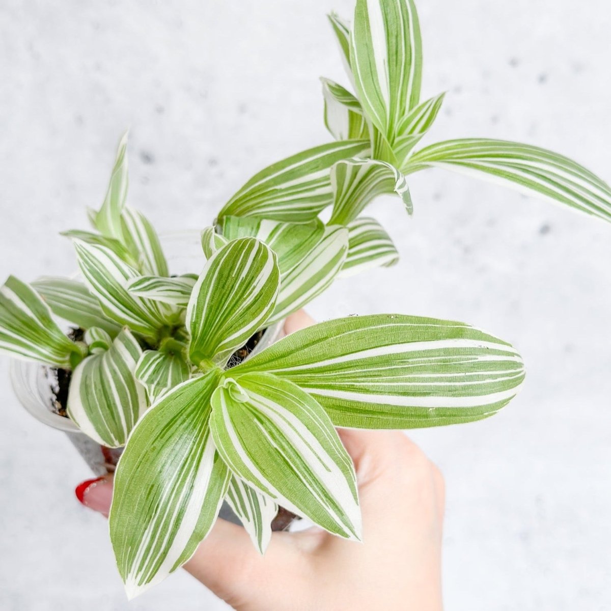  Tradescantia Blossfeldiana - Pistachio White