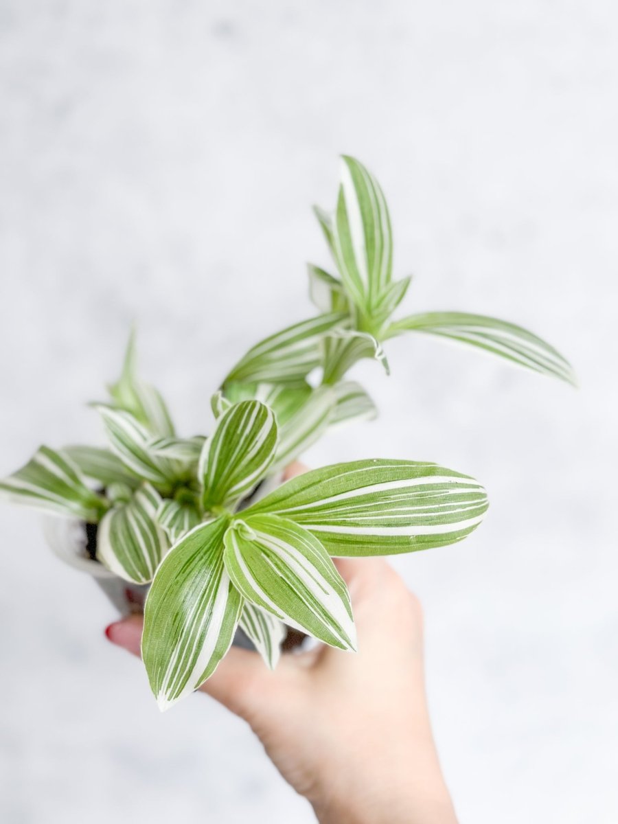  Tradescantia Blossfeldiana - Pistachio White