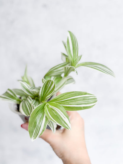  Tradescantia Blossfeldiana - Pistachio White
